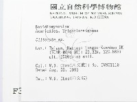 杯傘屬藏品圖，第2張