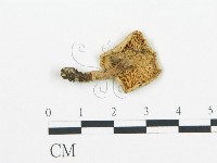 杯傘屬藏品圖，第1張