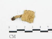 杯傘屬藏品圖，第3張