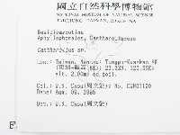 雞油菌屬藏品圖，第2張