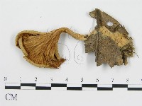 雞油菌屬藏品圖，第1張