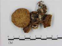 登錄號:F0003733藏品圖，第1張