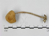 小皮傘屬藏品圖，第1張