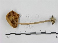 小皮傘屬藏品圖，第3張