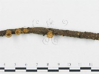 登錄號:F0003737藏品圖，第3張