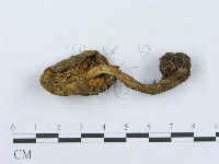 登錄號:F0003738藏品圖，第1張