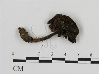 登錄號:F0003739藏品圖，第1張