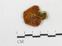 登錄號:F0003740藏品圖，第1張