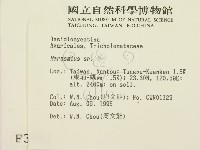 小皮傘屬藏品圖，第2張