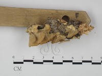 小皮傘屬藏品圖，第4張
