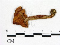 登錄號:F0003743藏品圖，第1張