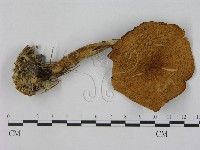 小皮傘屬藏品圖，第1張