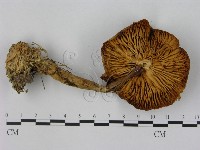 小皮傘屬藏品圖，第3張