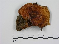 登錄號:F0003747藏品圖，第1張