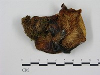 登錄號:F0003747藏品圖，第3張