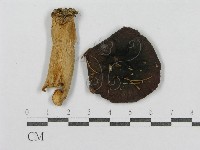 紅菇屬藏品圖，第3張