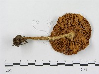 登錄號:F0003750藏品圖，第1張