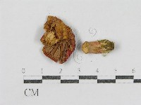 登錄號:F0003752藏品圖，第3張