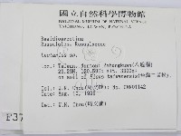 乳菇屬藏品圖，第2張