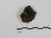 乳菇屬藏品圖，第1張