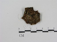 乳菇屬藏品圖，第3張