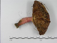 登錄號:F0003755藏品圖，第3張