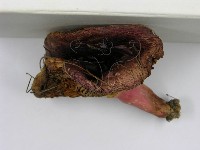 登錄號:F0003755藏品圖，第4張