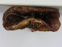登錄號:F0003755藏品圖，第5張