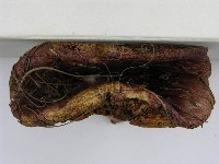 登錄號:F0003755藏品圖，第6張