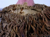 登錄號:F0003755藏品圖，第7張