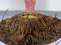 登錄號:F0003755藏品圖，第8張
