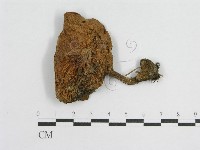 登錄號:F0003757藏品圖，第1張