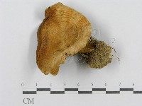 登錄號:F0003758藏品圖，第1張