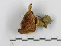 登錄號:F0003758藏品圖，第3張