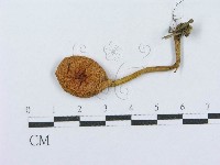 登錄號:F0003760藏品圖，第1張