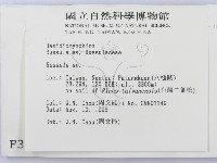 紅菇屬藏品圖，第3張