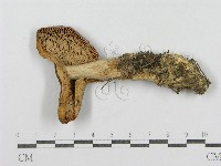 紅菇屬藏品圖，第4張