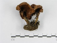 登錄號:F0003762藏品圖，第3張