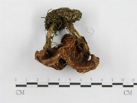 登錄號:F0003762藏品圖，第5張