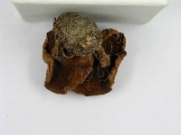 登錄號:F0003762藏品圖，第7張