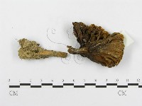 登錄號:F0003763藏品圖，第1張
