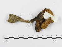 登錄號:F0003763藏品圖，第3張