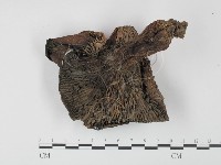 登錄號:F0003764藏品圖，第3張