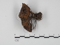 登錄號:F0003766藏品圖，第1張
