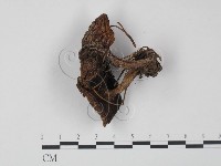登錄號:F0003766藏品圖，第3張