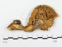 登錄號:F0003767藏品圖，第1張