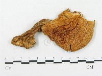 登錄號:F0003767藏品圖，第3張