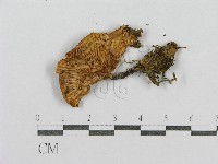 登錄號:F0003768藏品圖，第1張