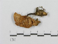 登錄號:F0003768藏品圖，第3張