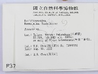 紅菇屬藏品圖，第2張